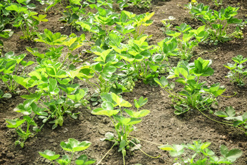 Bushes of strawberry plant in garden on sunny day