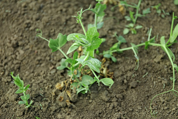 Outdoor bed with green beans bushes