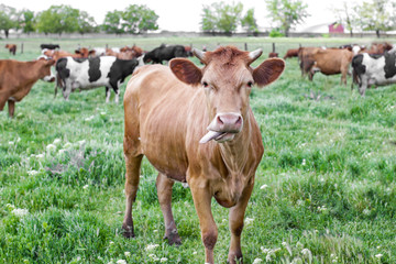 Fototapeta na wymiar Herd of cattle grazing on green lawn