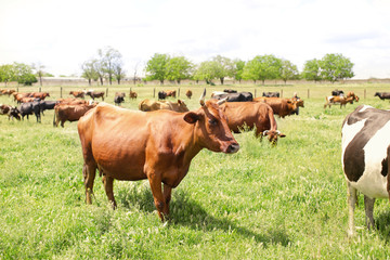 Fototapeta premium Herd of cattle grazing on green lawn