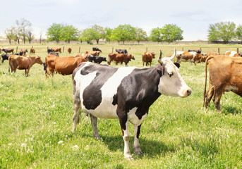 Naklejka na ściany i meble Herd of cattle grazing on green lawn