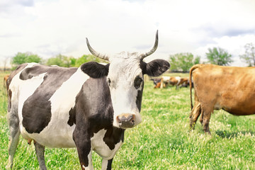 Cute cow grazing on green lawn