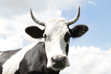 Cute cow and blue sky with clouds in background