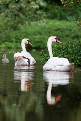Mute Swan, Swans - nestling, nestlings