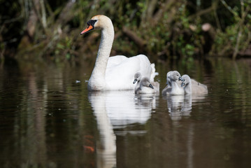 Mute Swan, Swans - nestling, nestlings