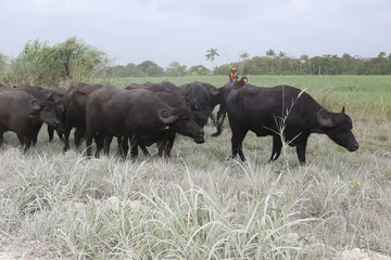 Water Buffalo in the dusty dry season in Belize