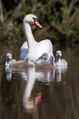 Obraz premium Mute Swan, Swans - nestling, nestlings