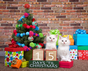 Two fluffy white kittens sitting on brown carpet next to small christmas tree with yarn ball and toy mice decorations. Colorful presents with bows and countdown to Xmas blocks. 15 days til.