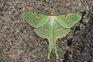 Comet Moth on airport ramp