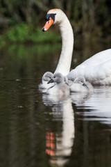 Fototapeta premium Mute Swan, Swans - nestling, nestlings