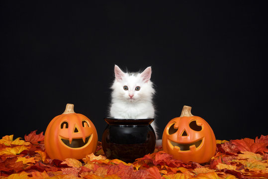 One fluffy white kitten sitting behind a black cauldron with jack o lanterns on both sides surrounded by fall autum leaves, black background.
