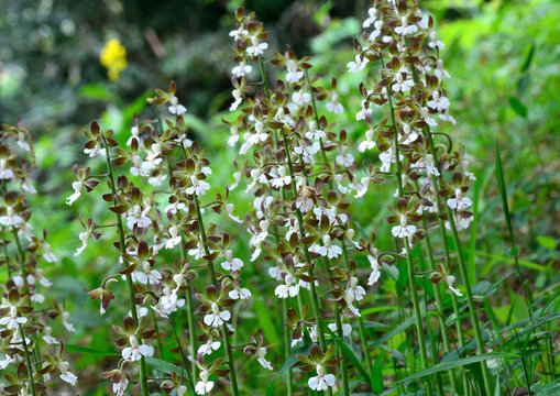 Wild flowers of Calanthe discolor (Ebine in japanese)