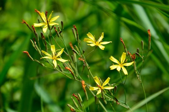 Yellow wild flowers of Ixeris dentata (Nigana in japanese)