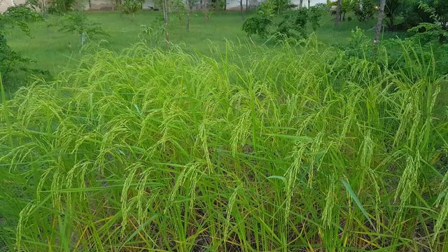 Green rice field with sound of windy day 