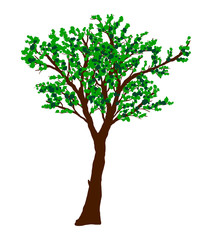 Fototapeta na wymiar Green vector tree isolated on white background