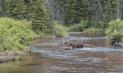 Grizzly Bear Crossing a Stream.