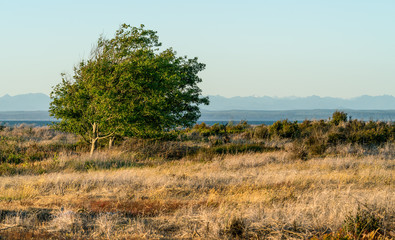 Trees and Ocean Grasslands