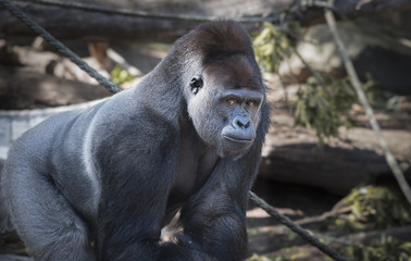 Gorilla/Gorilla Monkey/Gorilla Animal