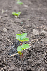 Strawberry plant in the garden. Selective focus.