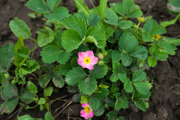 Strawberry plant in the garden. Selective focus.
