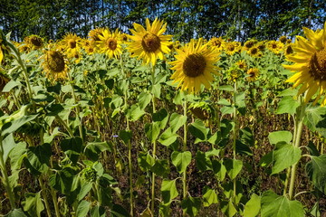 yellow sunflowers against the background of the blue sky
