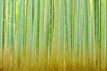 竹の森./意図的にカメラをブラして柔らかい竹を表現しました.