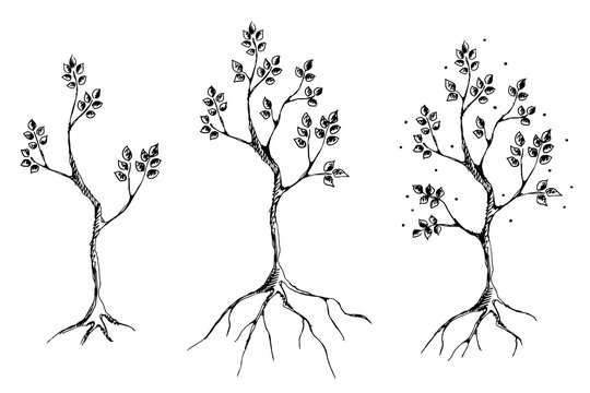 Vector set of hand drawn illustrations, decorative ornamental stylized tree. Graphic illustrations, black and white sketch. Decorative artistic ornamental hand drawing silhouette.