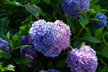 ハート紫陽花　丹波あじさい寺　丹州観音寺