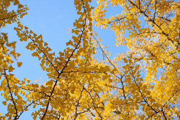 Vibrant yellow Autumn Ginkgo leaves branches