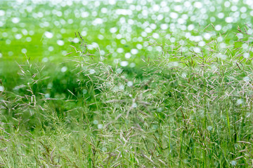 Green grass abstract background texture. Meadow Grass. Selective focus
