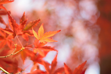 Vibrant Japanese Autumn Maple leaves with blurred background in horizontal frame
