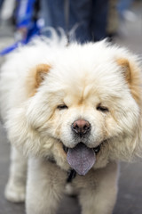 Fluffy white dog on the street 