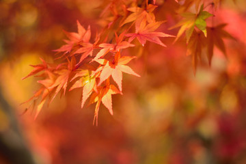 Naklejka na ściany i meble Vibrant Japanese Autumn Maple leaves Landscape with blurred background in horizontal frame