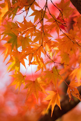 Vibrant Japanese Autumn Maple leaves Landscape with blurred background in vertical frame