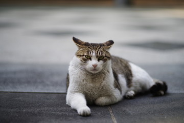 cute lovely Street cat 