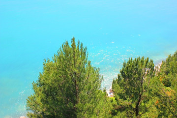 Sea shore with trees in top view