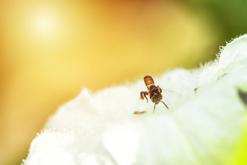 Soft focus on Little bee flying to white flower.  Melipona.