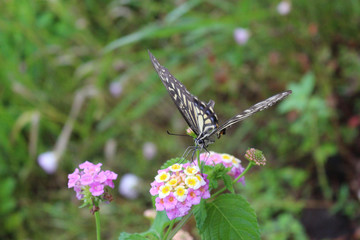 ランタナの花の蜜を吸うアゲハチョウ