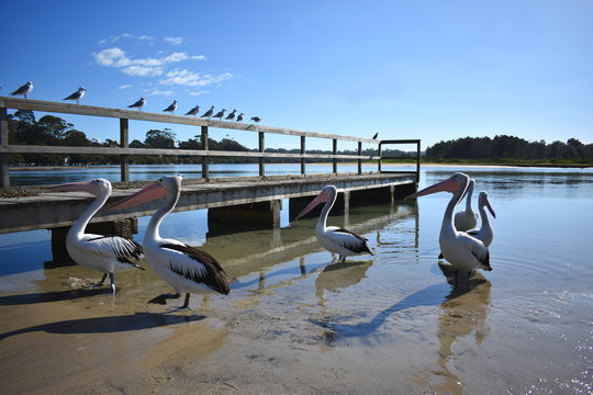 Pelicans