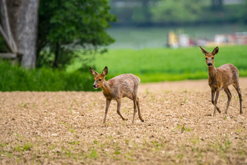Rehe