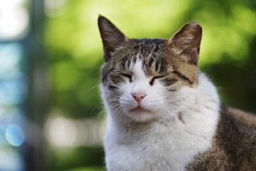 cute lovely street cat