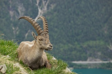 Steinbock Achenkirch