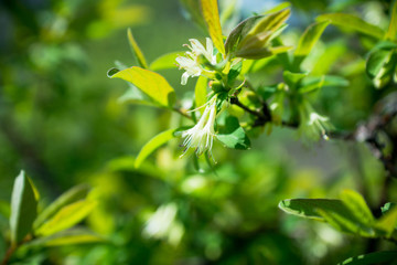 Blooming honeysuckle bush in the garden. Selective focus.