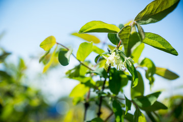Blooming honeysuckle bush in the garden. Selective focus.