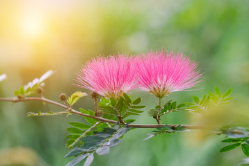 Pink Red Powder Puff or Calliandra haematocephala