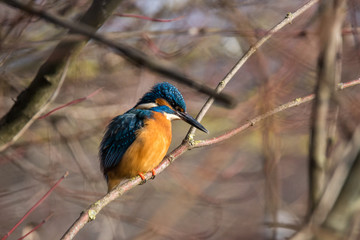 Eisvogel Remstal Neckar