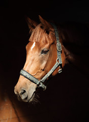 Fototapeta premium Thoroughbred race horse portrait on dark stable