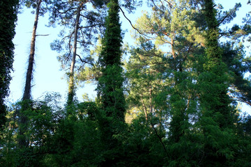 Green forest with tall trees