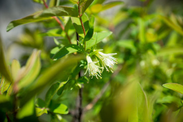 Blooming honeysuckle bush in the garden. Selective focus.