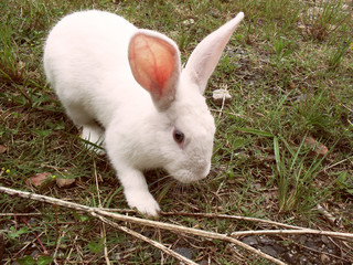 Cute Easter bunny in the grass - White rabbit